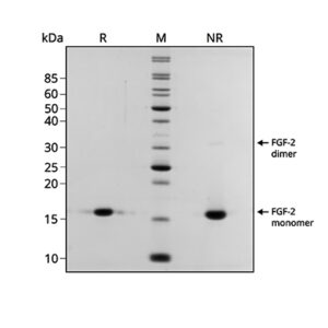 Qk106 eel FGF-2 145 aa bioactivity