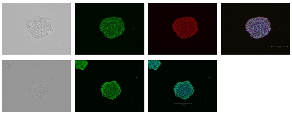 Validate pluripotency using immunocytochemistry