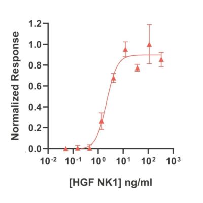 Bioactivity of Bovine hepatocyte growth factor (Qk060)