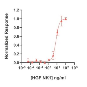 Bioactivity of porcine HGF NK1