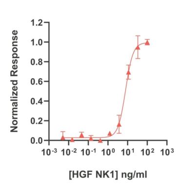 Bioactivity of porcine hepatocyte growth factor (Qk061)