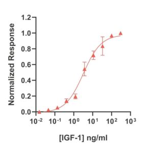 Qk113-FG bpIGF-1 bioactivity