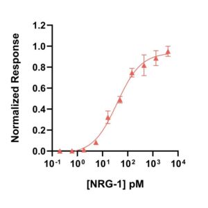 Qk115-FG bpNRG-1 bioactivity