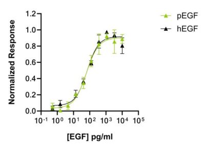 porcine EGF human EGF bioactivity comparison