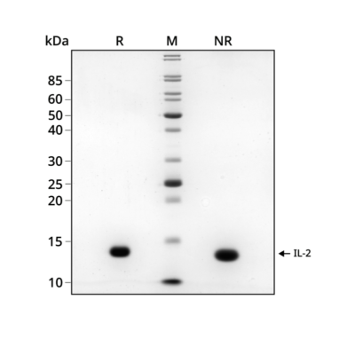 SDS-PAGE gel showing the high purity reduced and non-reduced forms of IL-3