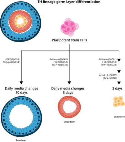 Differentiation schematic