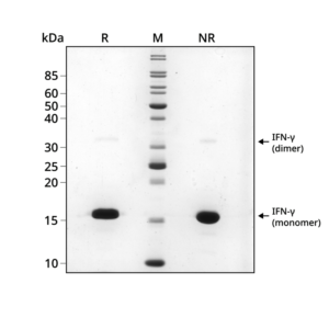 IFN-gamma SDS PAGE gel showing purity