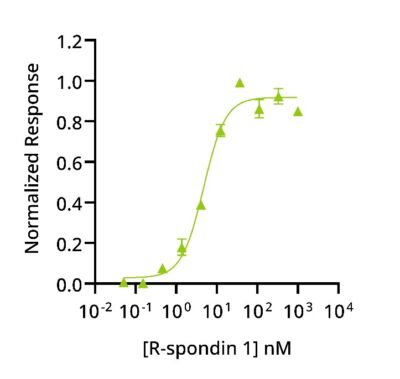 Qk006 R-spondin 1 bioactivity