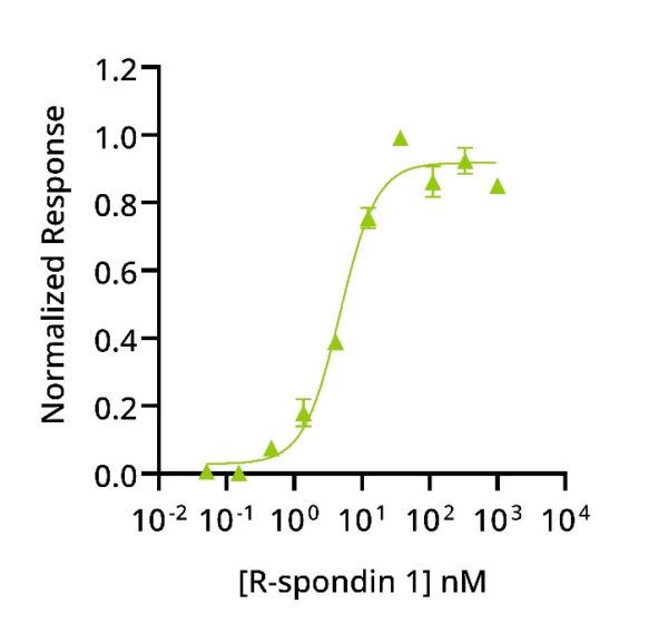 Qk006 R-spondin 1 bioactivity