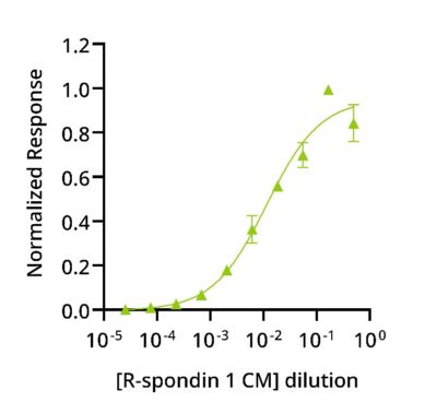 Bioactivity of CSCI conditioned media