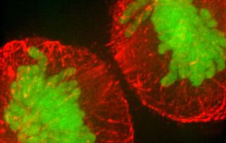 Red and green fluorescent cell image