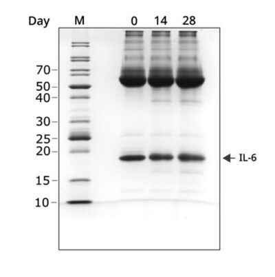 IL-6 SDS page gel showing stability