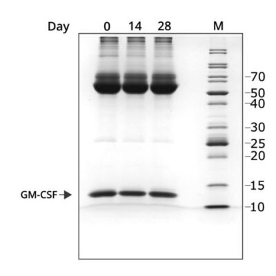 SDS page of GM-CSF protein after 28 days