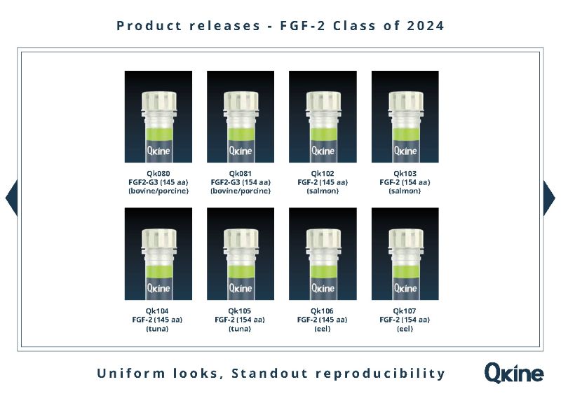 FGF-2 proteins released 2024