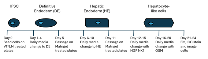 Schedule for HLC differentiation and evaluation