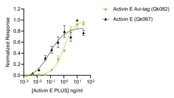 Activin E bioactivity compared to activin E Avi-tag