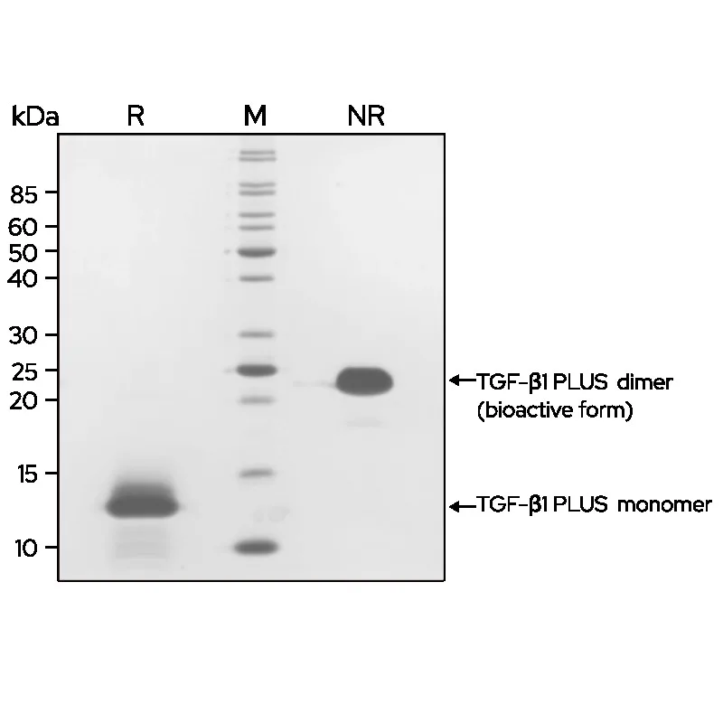 Qk010 SDS page purity